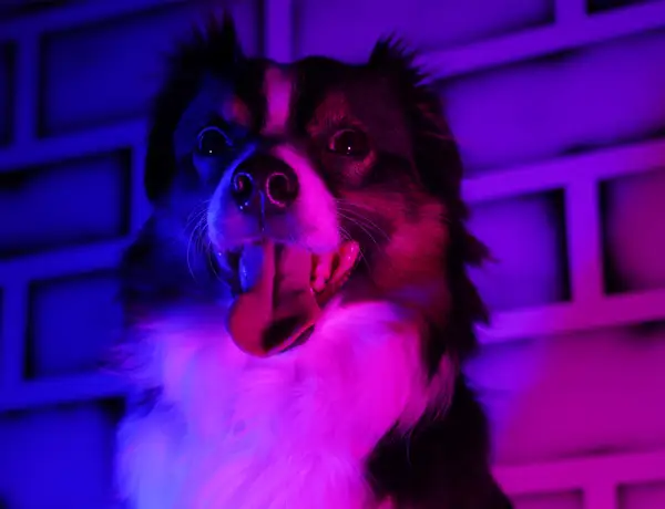 dog2